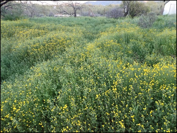 Field of green Globe Chamomile with yellow flowers